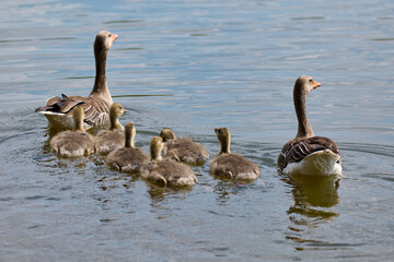 Newborn goslings and geese on the lake