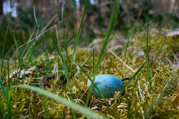 Niebieskie nakrapiane jajko wypadło z ptasiego gniazda. Leży na zielonym miękkim mchu w lesie.  - obrazy, fototapety, plakaty