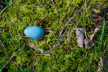Niebieskie nakrapiane jajko wypadło z ptasiego gniazda. Leży na zielonym miękkim mchu w lesie.  - obrazy, fototapety, plakaty