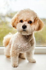 A portrait of beige Maltipoo puppy sitting on the windowsill against the background of the window. Adorable Maltese and Poodle mix Puppy