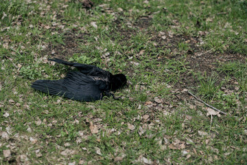 The carcass of a crow