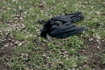 Dead bird crow in grass