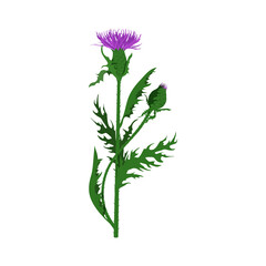 Hand drawn composition of a thistle flower. Milk Thistle isolated on white. Vector botanical illustration.