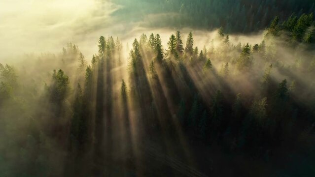 Morning sun breaks through the trees in misty forest. Aerial shot of sun rays in fir tree forest.