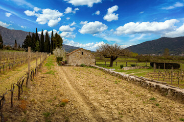 Fototapeta na wymiar Old stone farm barn in spring vineyard. Adriatic agriculture. Europe.