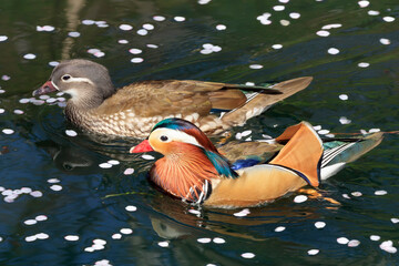 A pair of mandarin ducks slowly moving between flower rafts