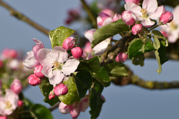 Obstbaumblüte