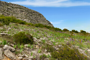 Fototapeta na wymiar Meadow with wild Iris in Croatian mountains. Konavle region near Dubrovnik and Cavtat.