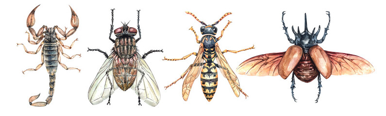 Watercolor Bugs Life Collection set. Art insects  Scorpion, Fly, Wasp Asian hornet and Rhinoceros beetle watercolor clipping path isolated on white background. 