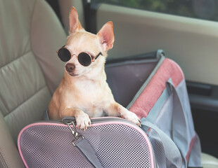 brown chihuahua dog wearing sunglasses  standing in  traveler pet carrier bag in car seat. Safe...