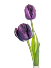 Dark purple, black tulips isolated on white background.