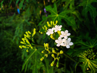 Cnidoscolus Aconitifolius flowers in the garden