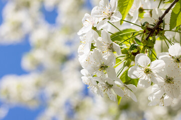 Spring background art with white cherry blossom on blue sky background. Beautiful nature scene with blooming tree and sun flare.