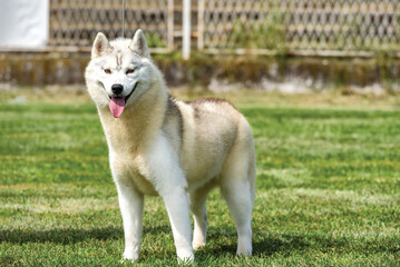 Beautiful Siberian Husky dog during a dog show on a leash