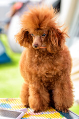 Beautiful Miniature Poodle puppy posing outside in the snow
