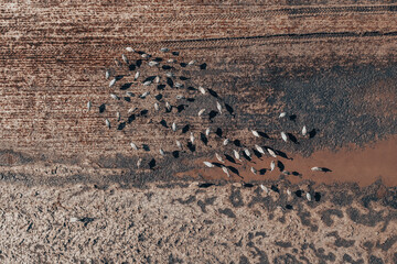 Fototapeta na wymiar Flock of common crane (Grus grus) birds resting near the pond during springtime migration, aerial