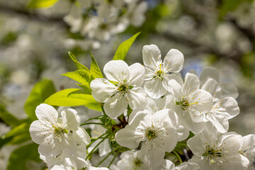 Spring background art with white cherry blossom. Beautiful nature scene with blooming tree and sun flare