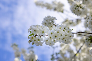 Spring background art with white cherry blossom on blue sky background. Beautiful nature scene with blooming tree and sun flare.