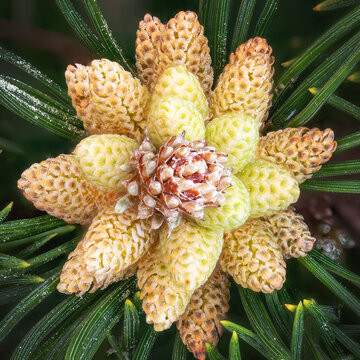 Detail of flowers of the dwarf pine with pollen and pine needles