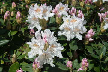 kwitnący rododendron © siwyk