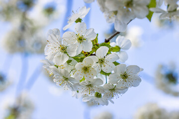Obraz premium Spring background art with white cherry blossom on blue sky background. Beautiful nature scene with blooming tree and sun flare.