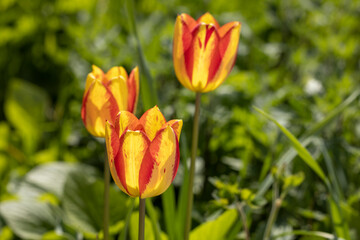 Beautiful view of yellow red tulips under sunlight landscape at the middle of spring or summer