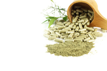 Andrographis paniculata (Green chiretta) - herbal medicine in capsule and fresh leaves lay on white background - Natural herbal   ..immunity support in respiratory disease and cold