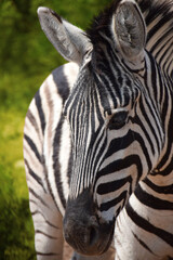 Fototapeta na wymiar Zebra Portrait 