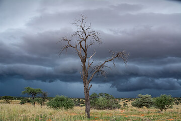 Kalahari Stormclouds - obrazy, fototapety, plakaty
