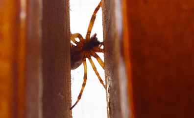 arachnophobic nightmare is to see crawling enormous spider 