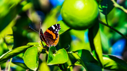 Butterfly perched among the leaves of a lemon tree