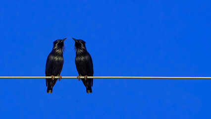birds looking at each other