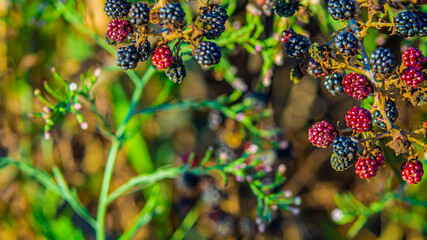 Bunch of blackberries growing in the forest