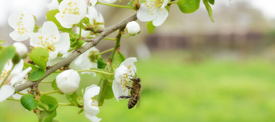 The bee sits on a flower of a bush blossoming cherry tree and pollinates him. Spring beautiful...