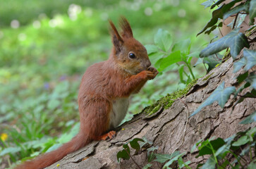 Red cute squirrel sits at the bottom of a tree trunk and eats something against green spring blurred background. Portrait of the squirrel .  Wild squirrel close up concept.