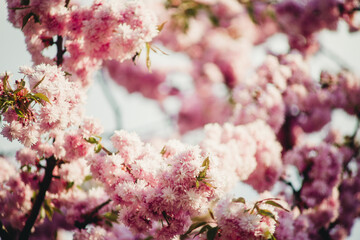 japanese cherry blossom for background close up