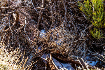Retama del Teide con nieve, en el Parque Nacional del Teide, isla de Tenerife.