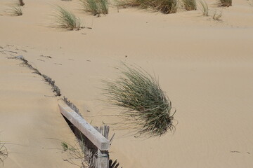 verdorrte Pflanzen im Sand 