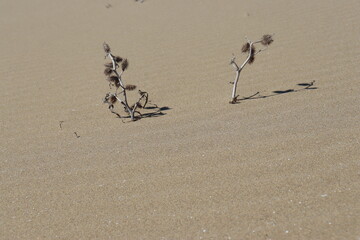 Fototapeta na wymiar verdorrte Pflanzen im Sand 