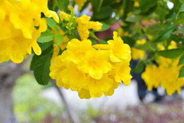 Close up of Yellow trumpet flower blooming on the tree.