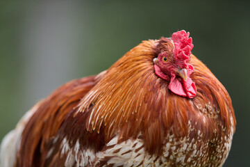 Close up of a brown red rooster