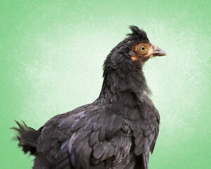 Close up of isolated young black Poland chick