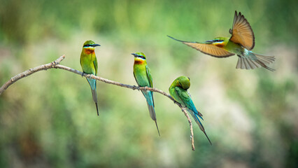 bee-eater bird