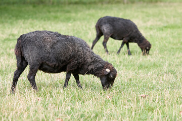 Two freshly fleeced black ouessant sheep