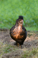Close up of young Poland chicken