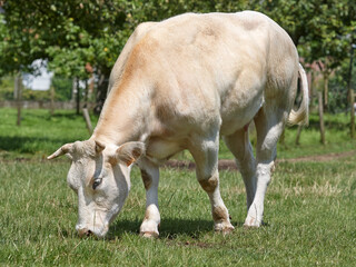 White cow grazing in meadow