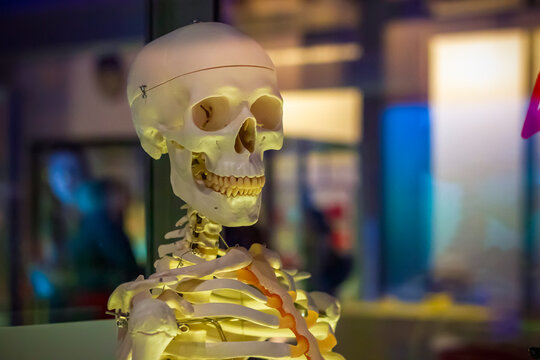 Medical human skeleton model in the Science Museum, London