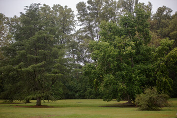 Fototapeta na wymiar Trees in the park under the rain
