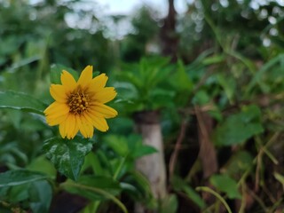 Wedelia is a type of wild plant that lives in areas with a tropical climate.