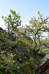 Fototapeta na wymiar Felslandschaft im Nationalpark Hunsrück-Hochwald
